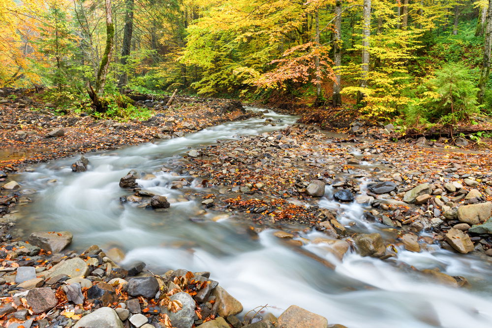 Similar – Image, Stock Photo River in autumn forest with colorful trees