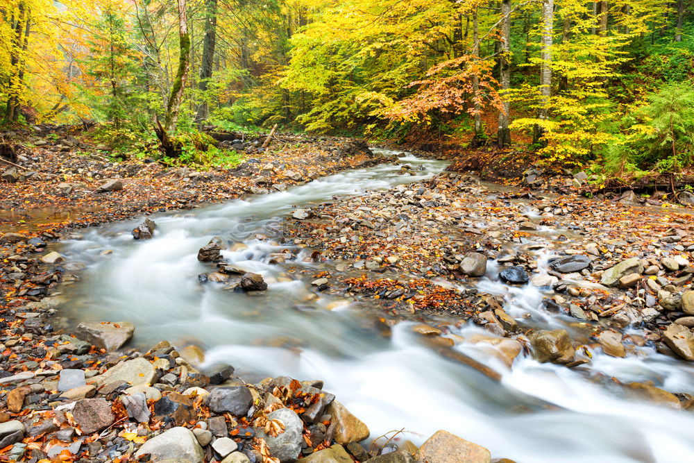 Image, Stock Photo River in autumn forest with colorful trees