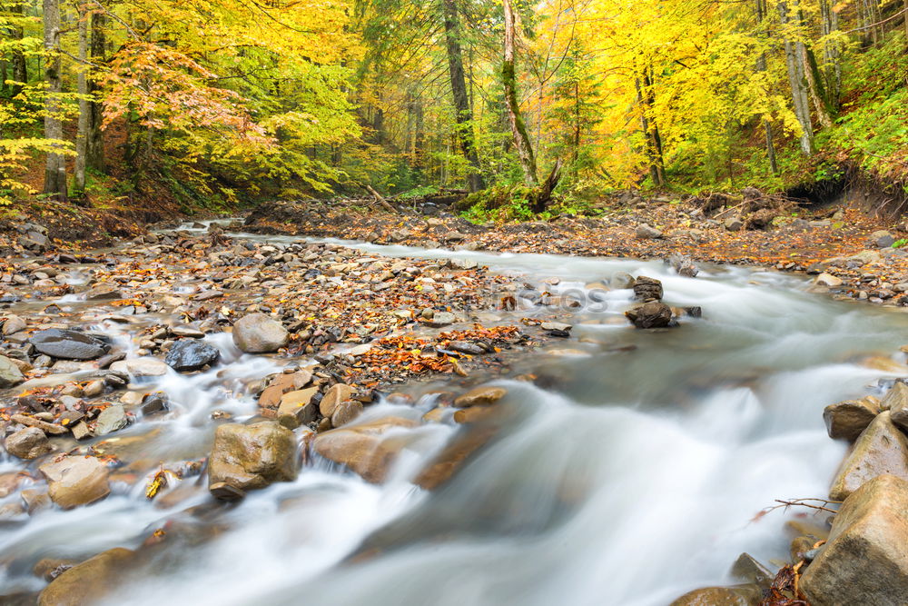 Similar – Image, Stock Photo River in autumn forest with colorful trees