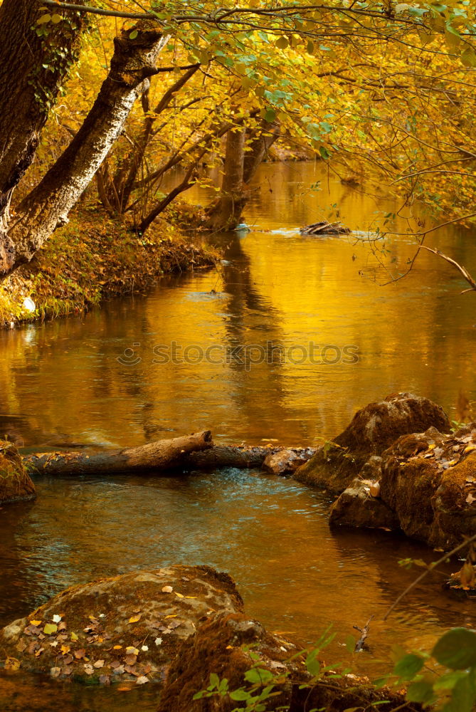 Similar – Image, Stock Photo small creek in the undergrowth