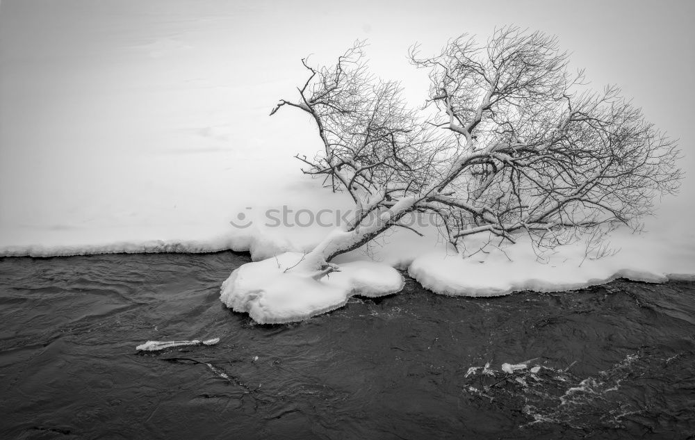 Smoke nass Baum Nebel Kalk