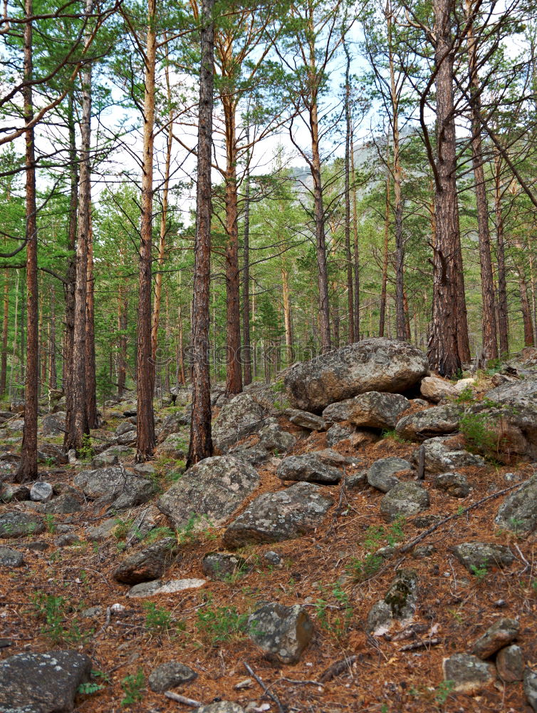 Similar – hedgehog hole Nature