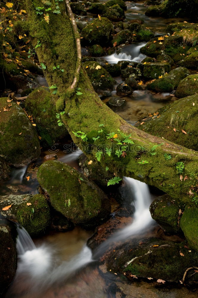 Similar – Ruhiges Wasser Umwelt