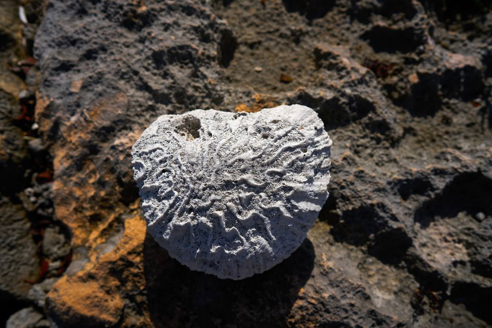 Similar – Image, Stock Photo seashell Nature Sand Blue