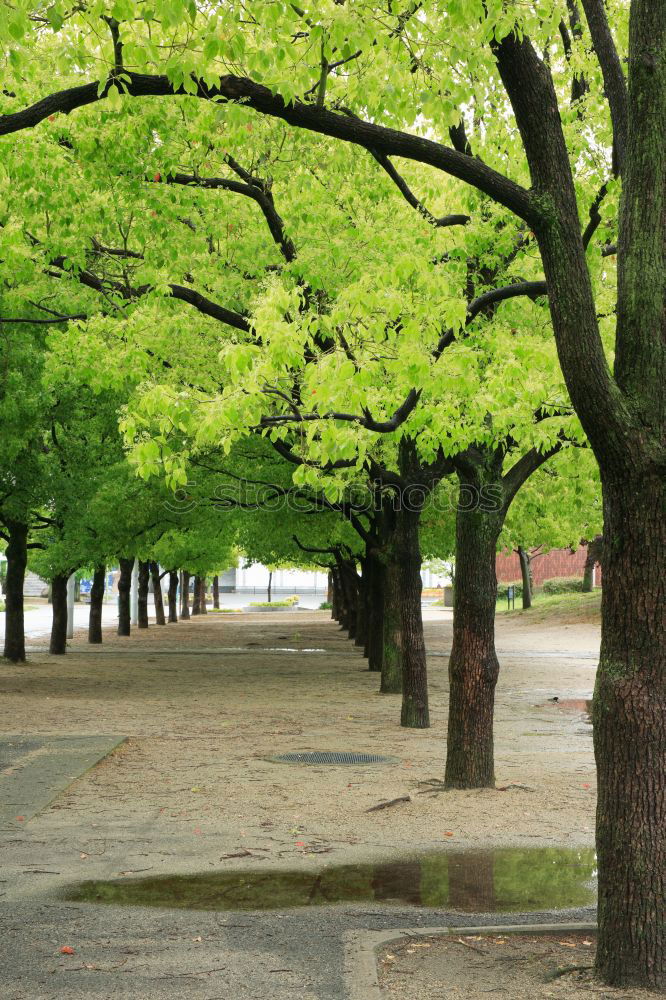 Similar – Eine Straße, viele Bäume (…)