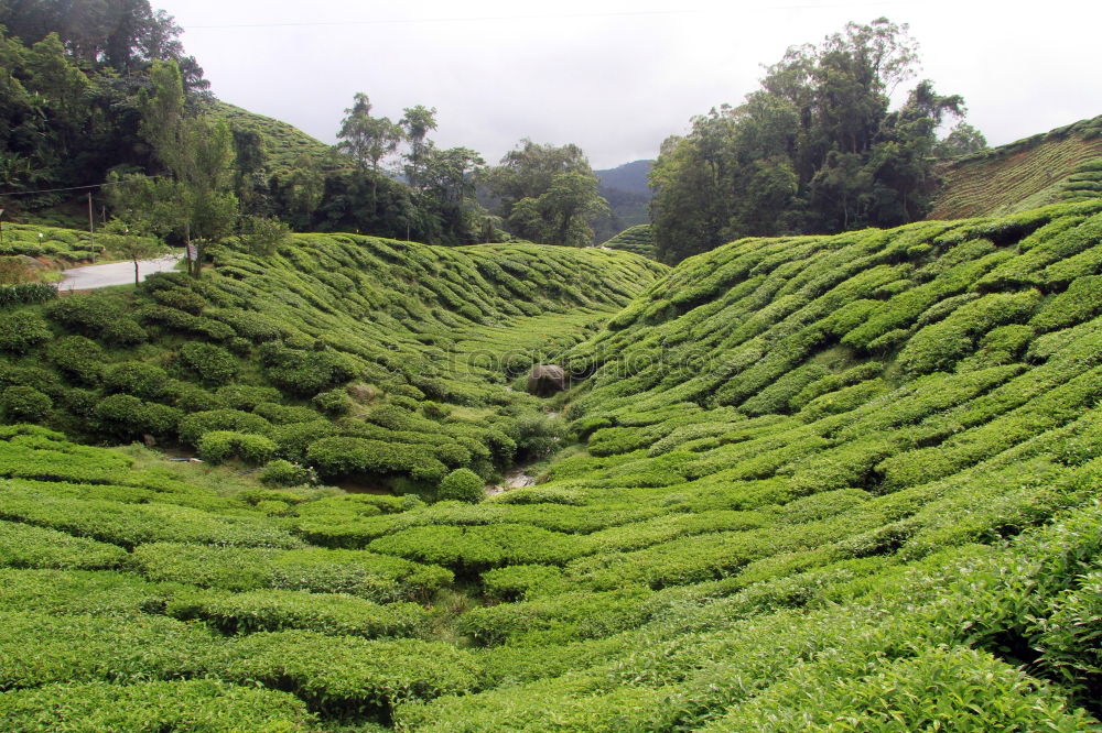 Similar – Image, Stock Photo How about tea?