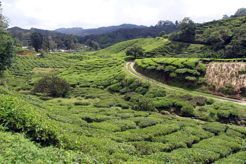 Similar – Image, Stock Photo How about tea?