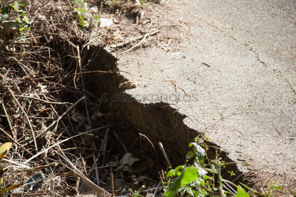 Similar – Foto Bild DAS LETZTE GRÜNE FLECKCHEN