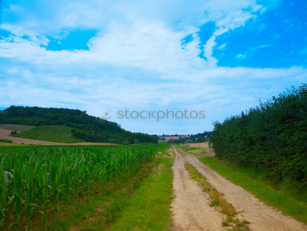 Similar – Foto Bild Kultiviert Natur Pflanze