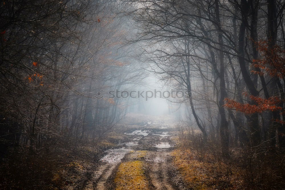 Similar – Image, Stock Photo ravine of toothpicks