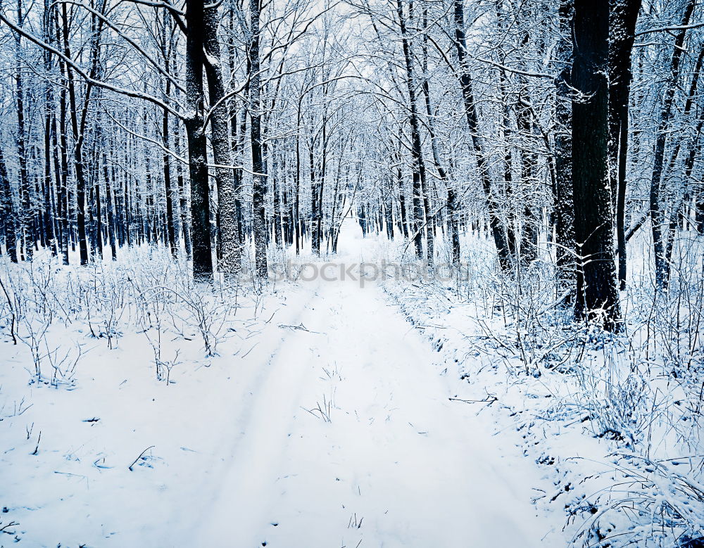 Similar – fotografiert schneller als sein Schatten