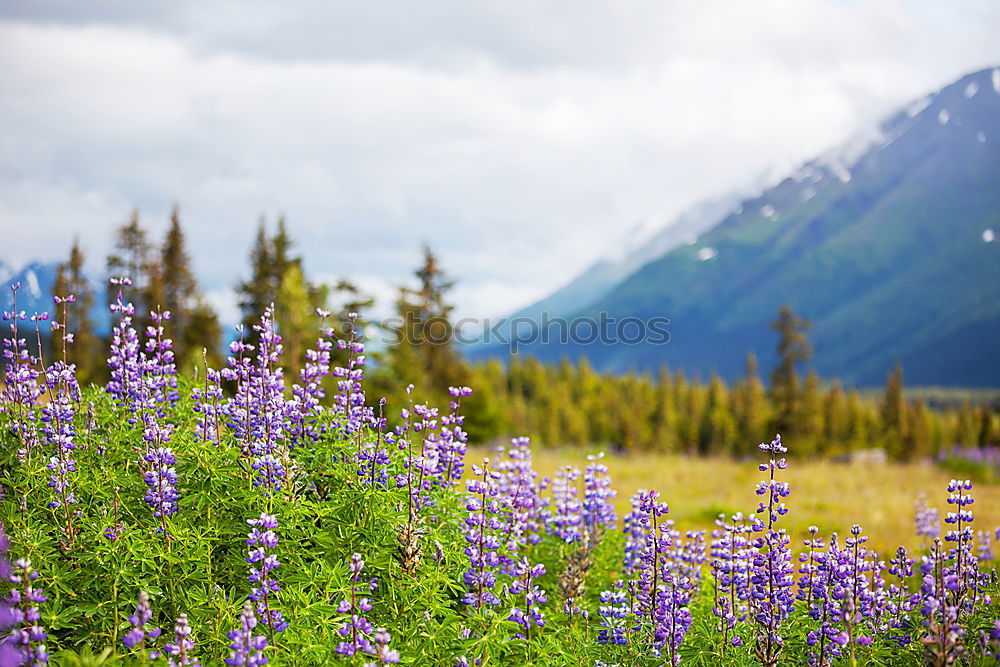 Similar – Image, Stock Photo Iceland