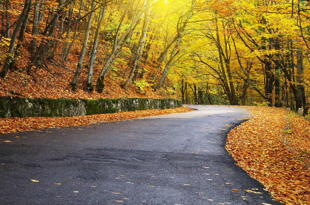 Similar – Image, Stock Photo autumn street Environment