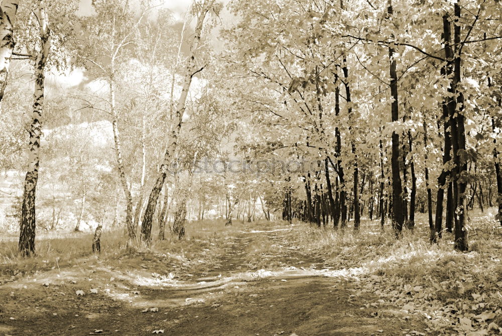 Similar – Image, Stock Photo Ipweger Moor Nature