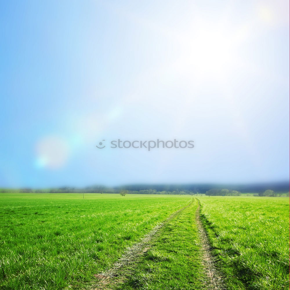 Similar – Image, Stock Photo Way between rapeseed fields and blue sky