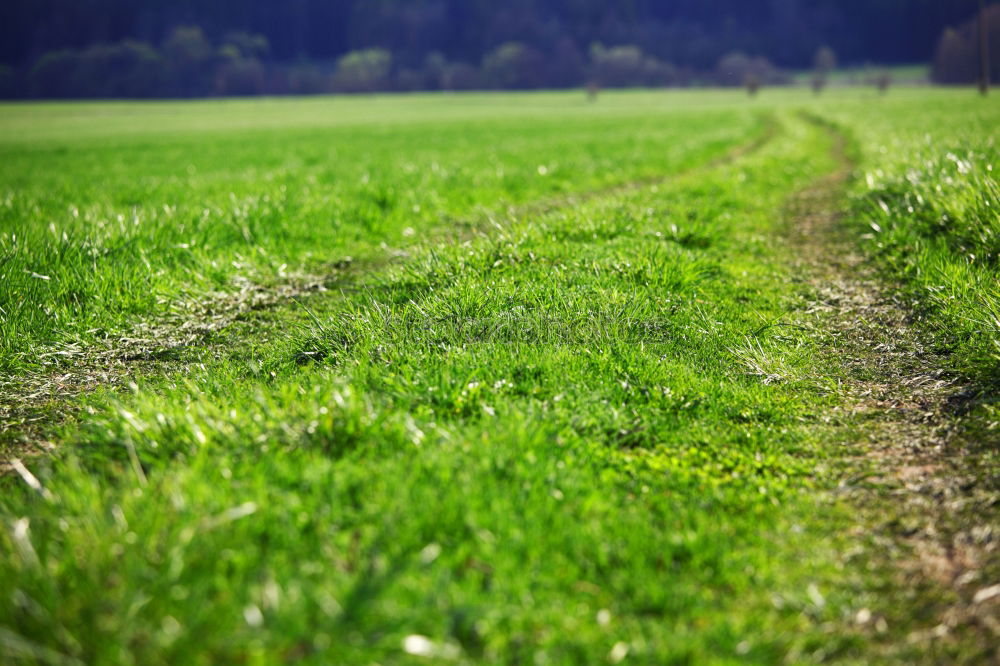 Similar – Image, Stock Photo finally free Meadow Calm