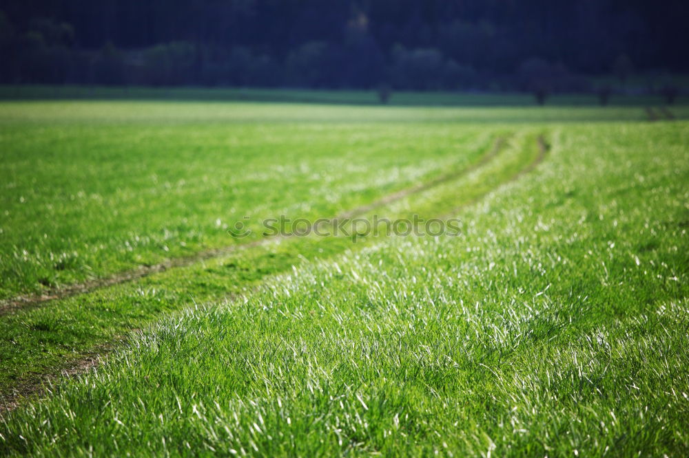 Similar – Green tracks in the grass