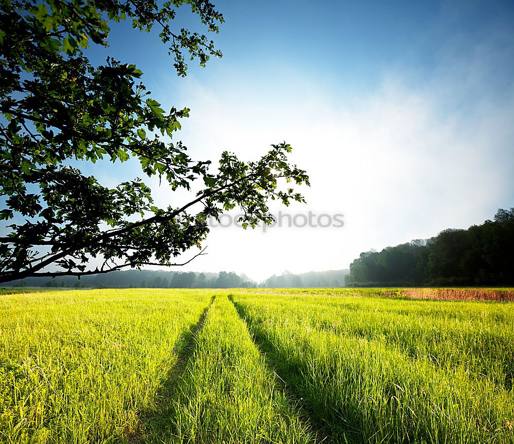 Similar – ll llll Plant Bushes Field