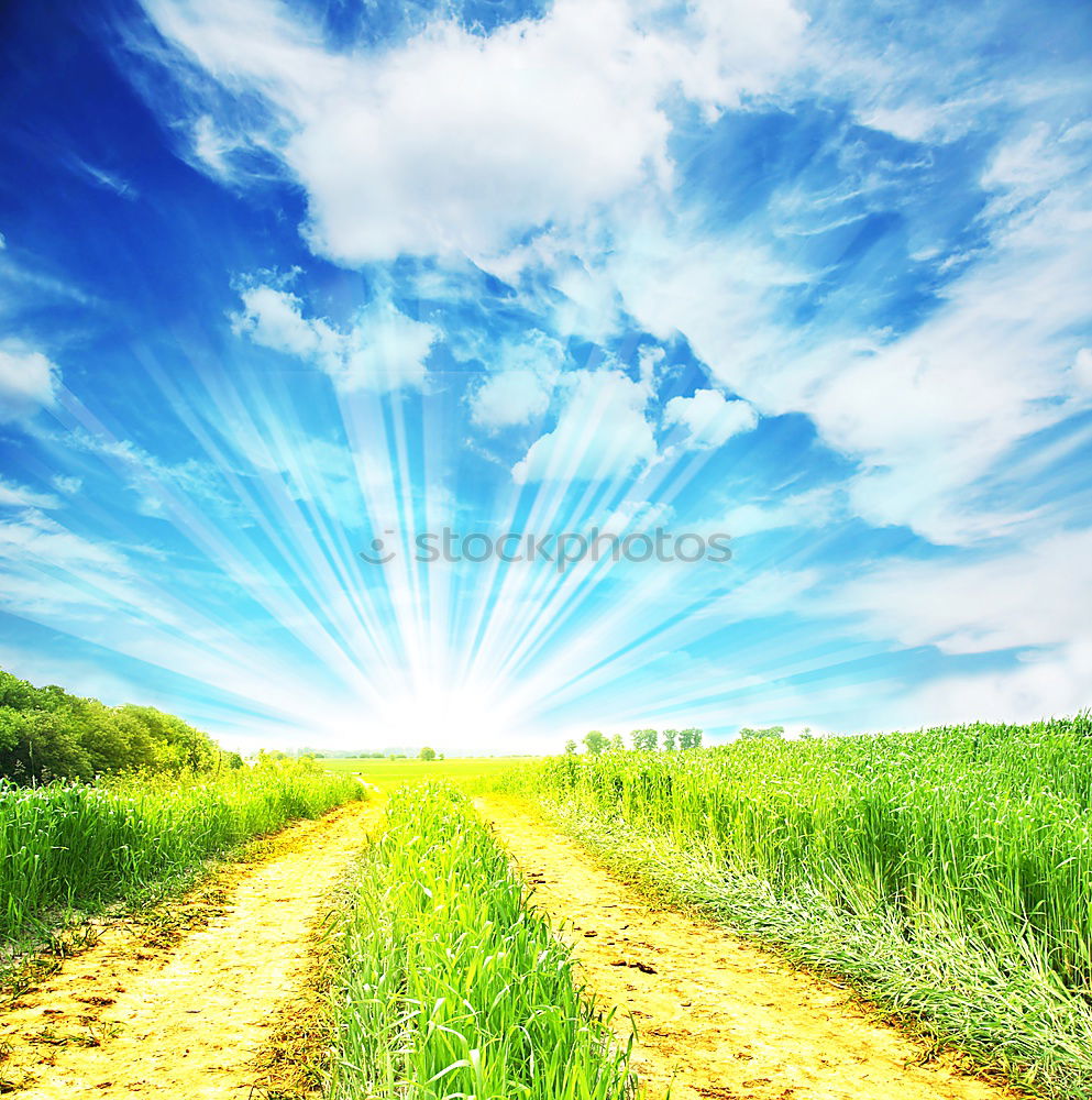 Similar – Image, Stock Photo Way between rapeseed fields and blue sky