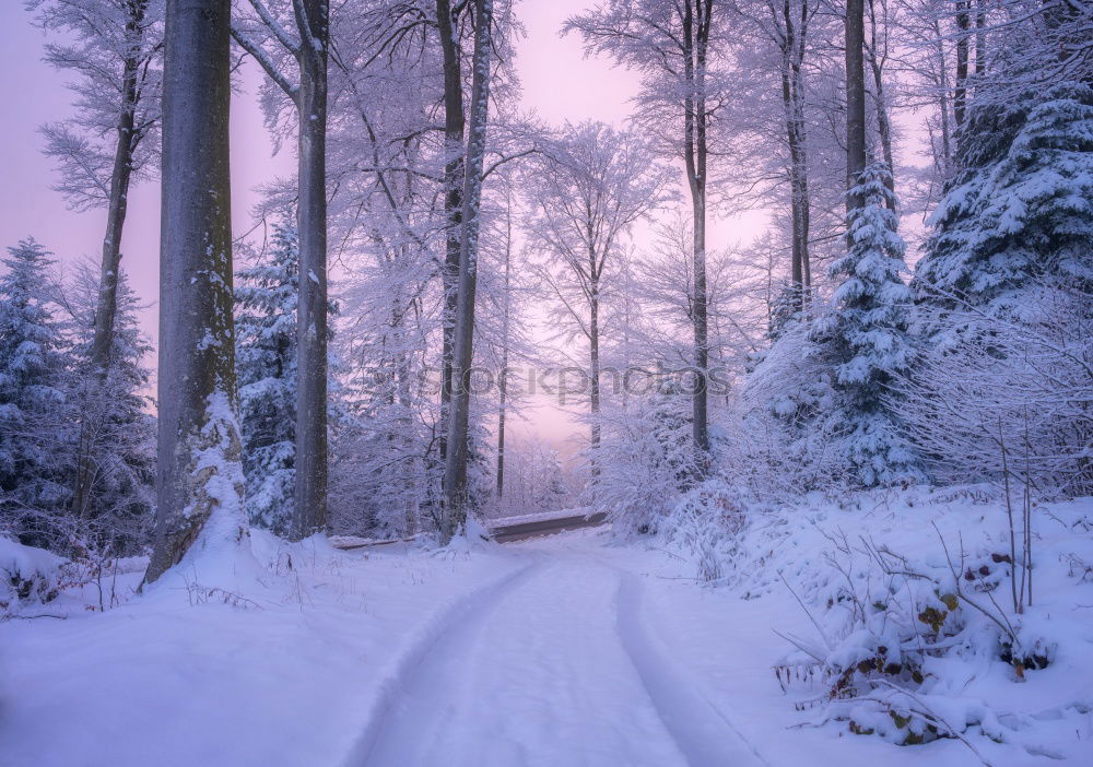 Similar – Image, Stock Photo On the way in the snowy forest