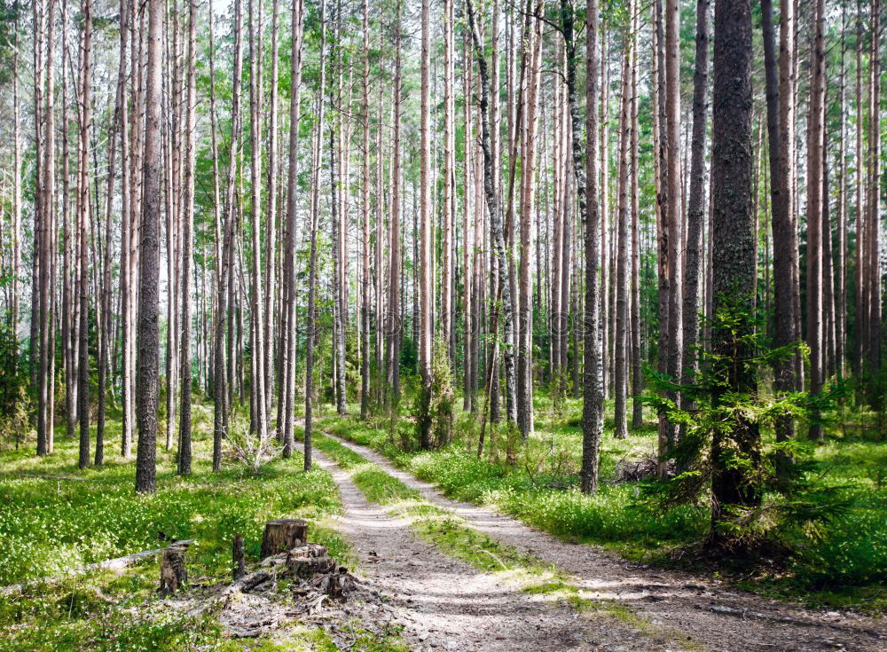 Similar – Image, Stock Photo Coastal forest at the Baltic Sea near Nienhagen