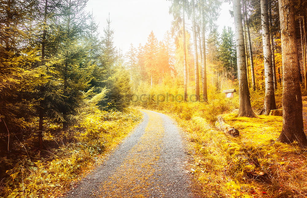 Image, Stock Photo Beautiful autumn forest in the Harz Mountains