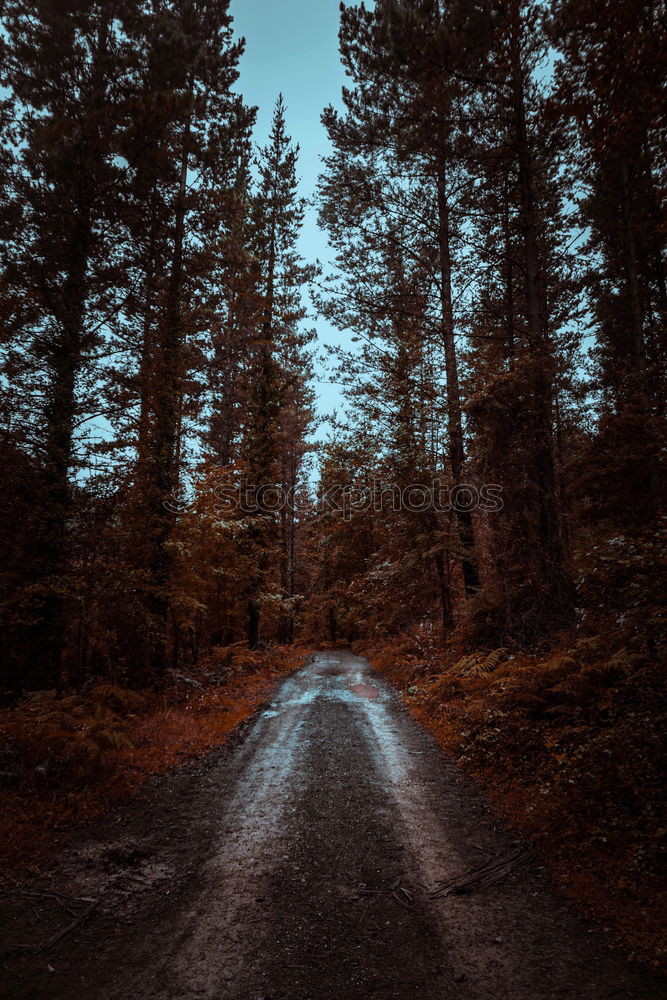 Similar – Image, Stock Photo road and green trees in the forest