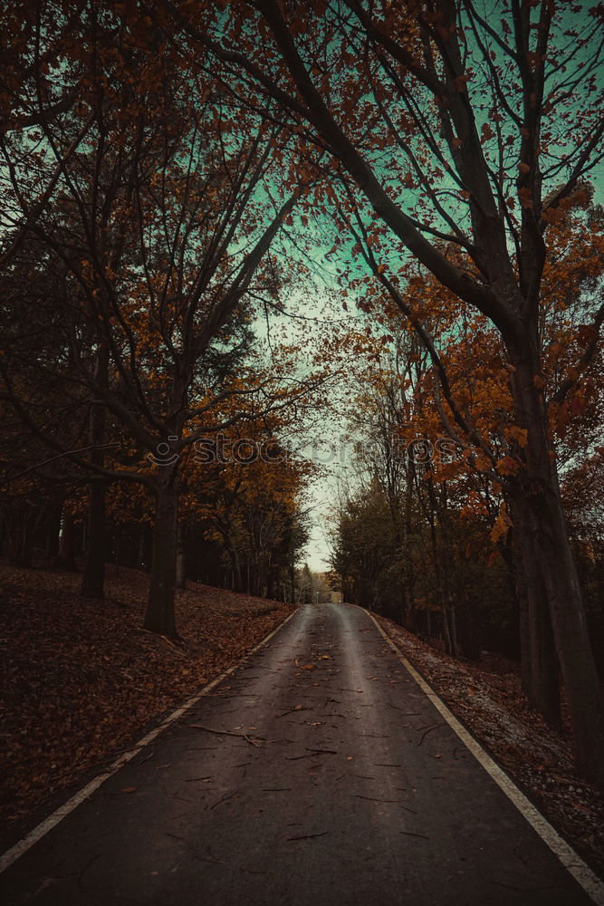 Similar – Image, Stock Photo road and green trees in the forest