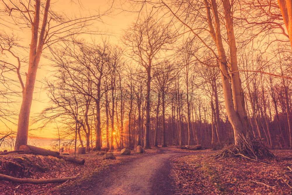 Similar – Forest landscape with mist and sunrise