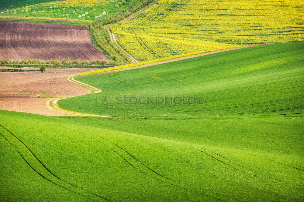 Similar – rapeseed patches