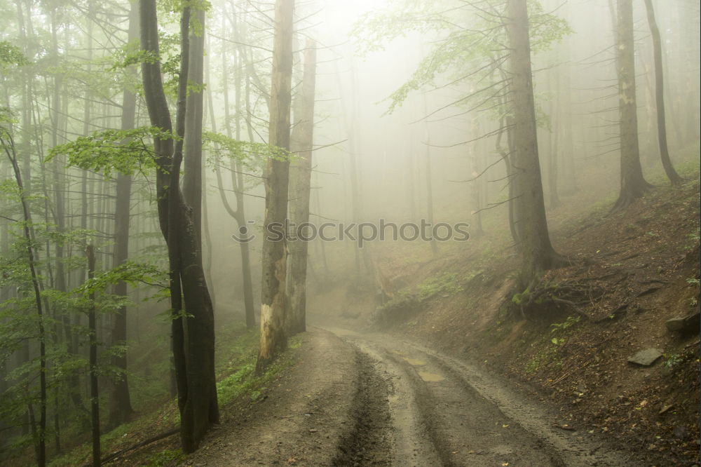 Similar – forest path Nature