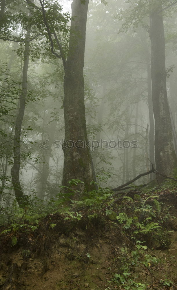 Similar – Märchenwelt Umwelt Natur