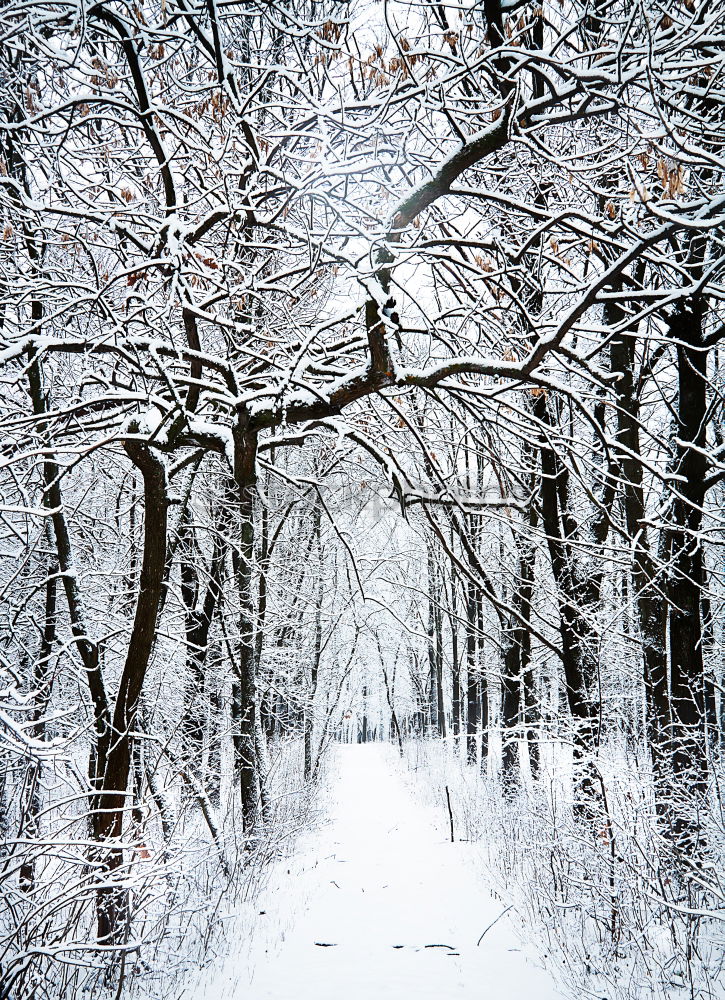 Similar – Winter fog on the footpath