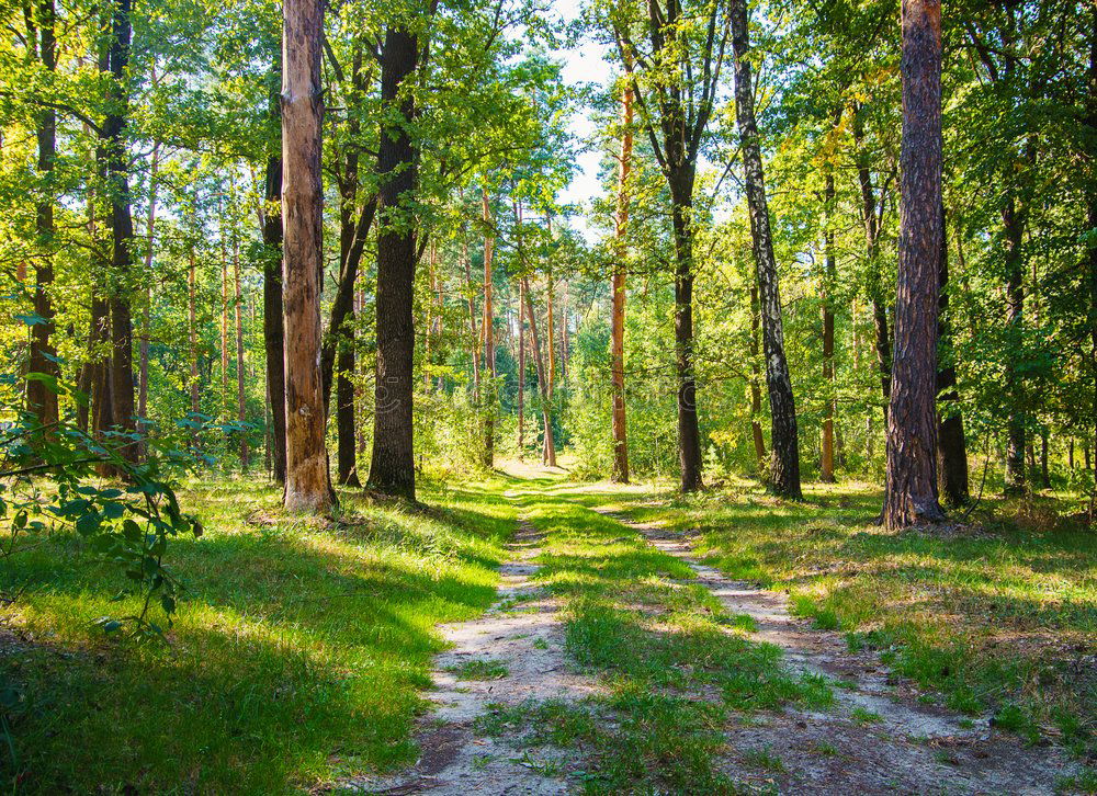 Similar – The ghost forest in Nienhagen