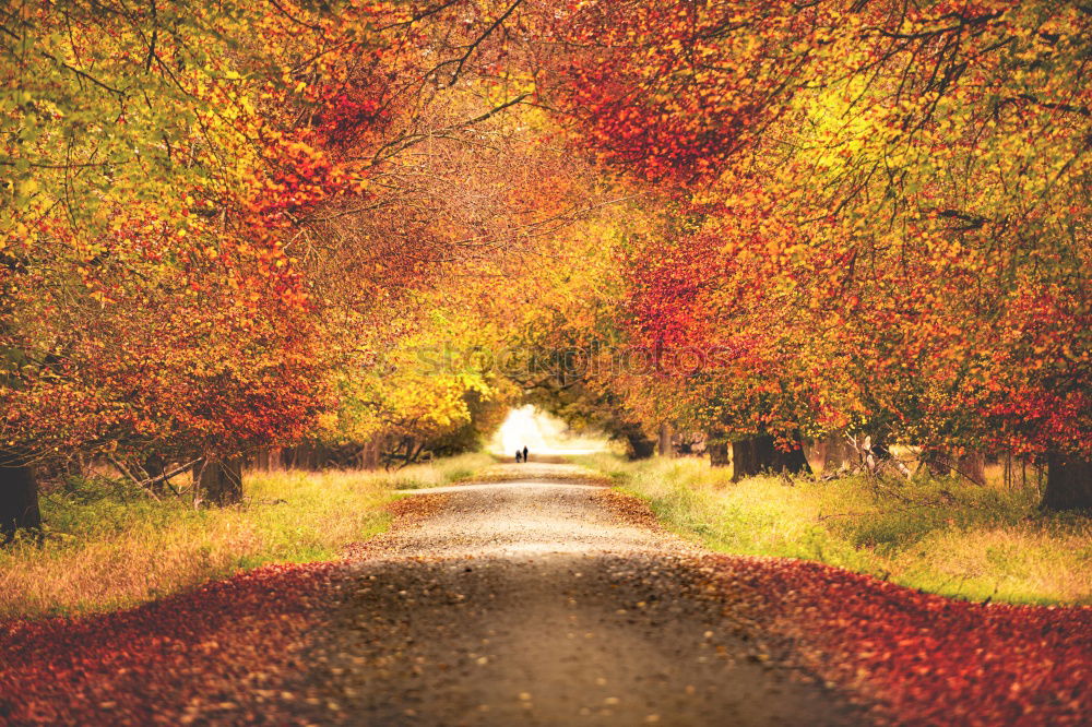 Similar – deers on rural road