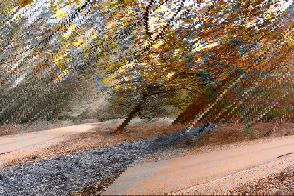 Similar – Image, Stock Photo promenade Environment