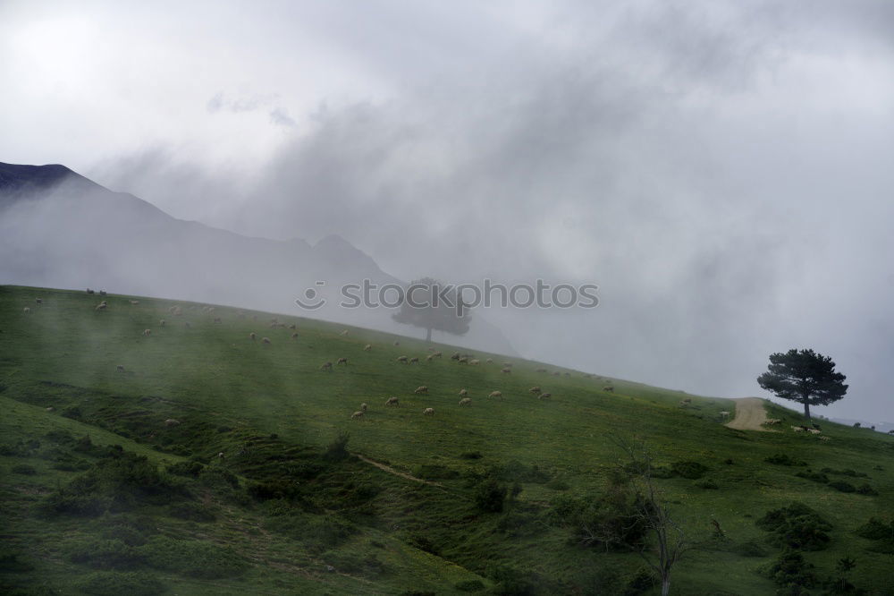 Image, Stock Photo Green and Grey III