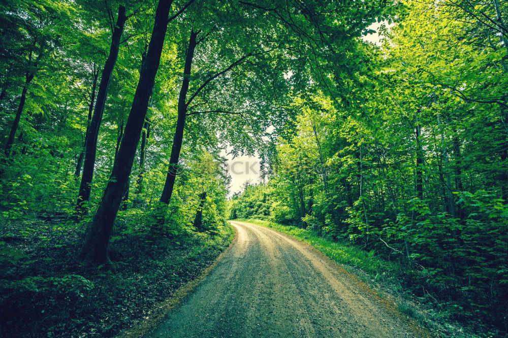 Similar – forest path Nature