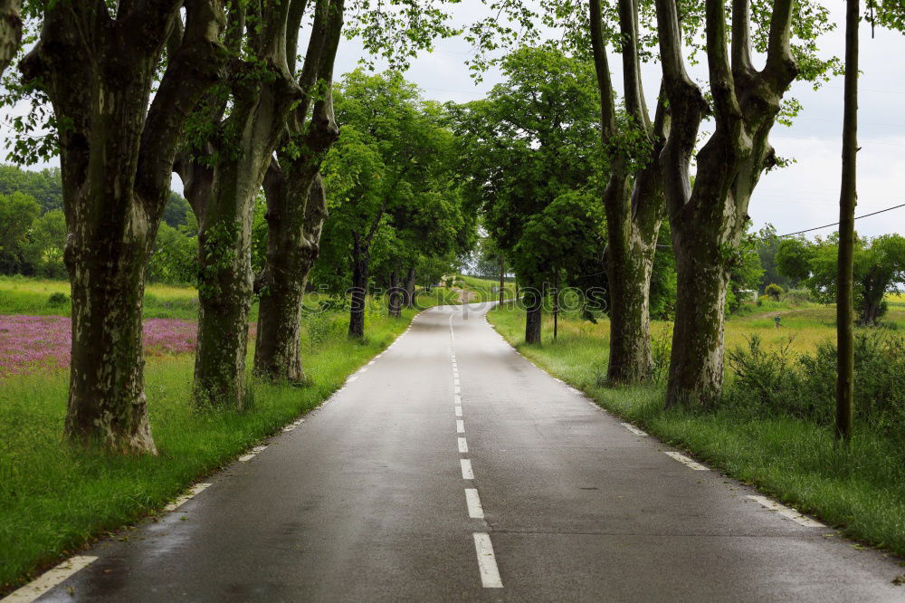 Similar – Landstraße mit Rapsfeldern