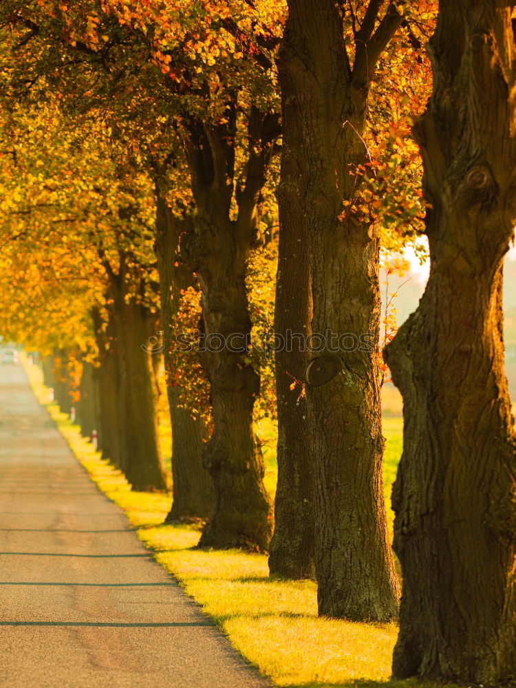 Similar – unter kronen radeln Baum