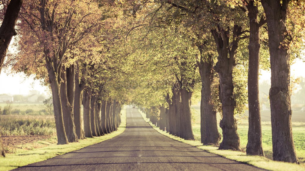 Similar – Foto Bild Lichtblick. Umwelt Natur