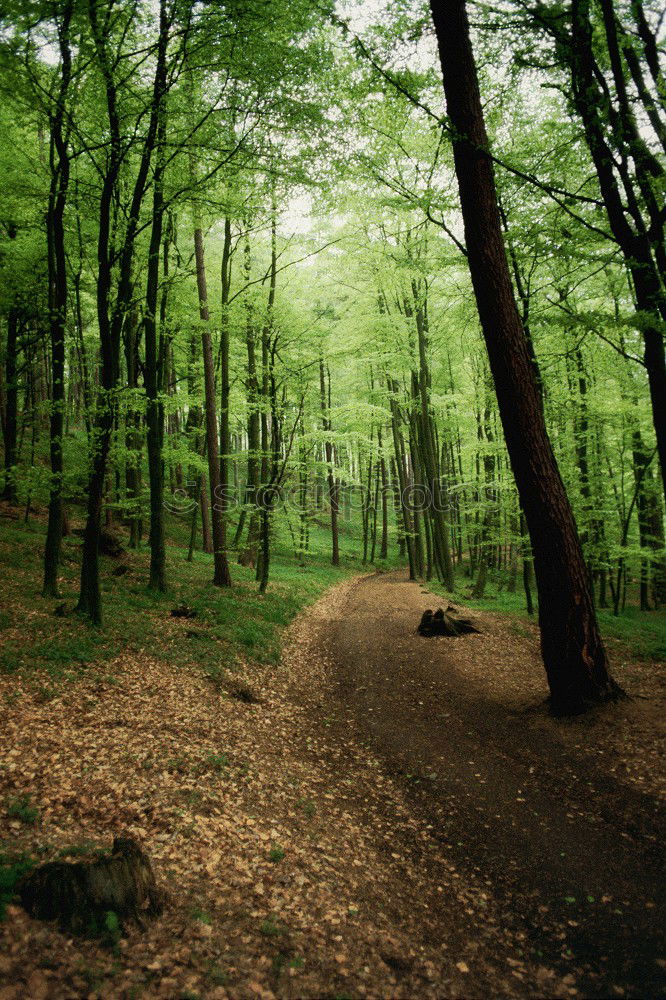 Similar – A little man stands in the forest …