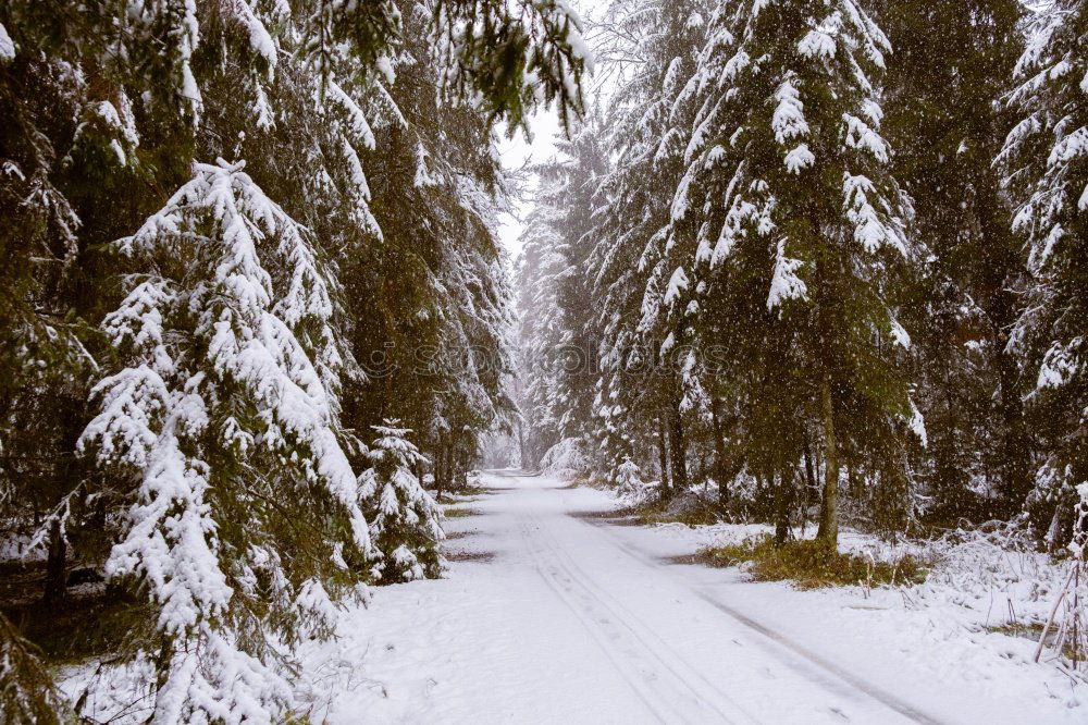 Similar – winter walk Nature