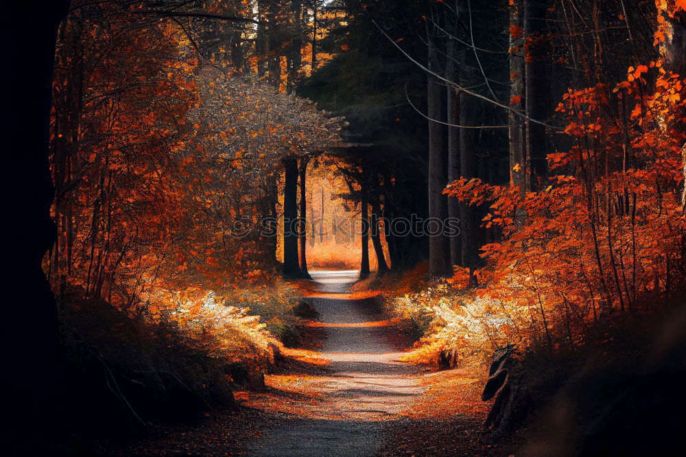 Similar – autumn lights Environment