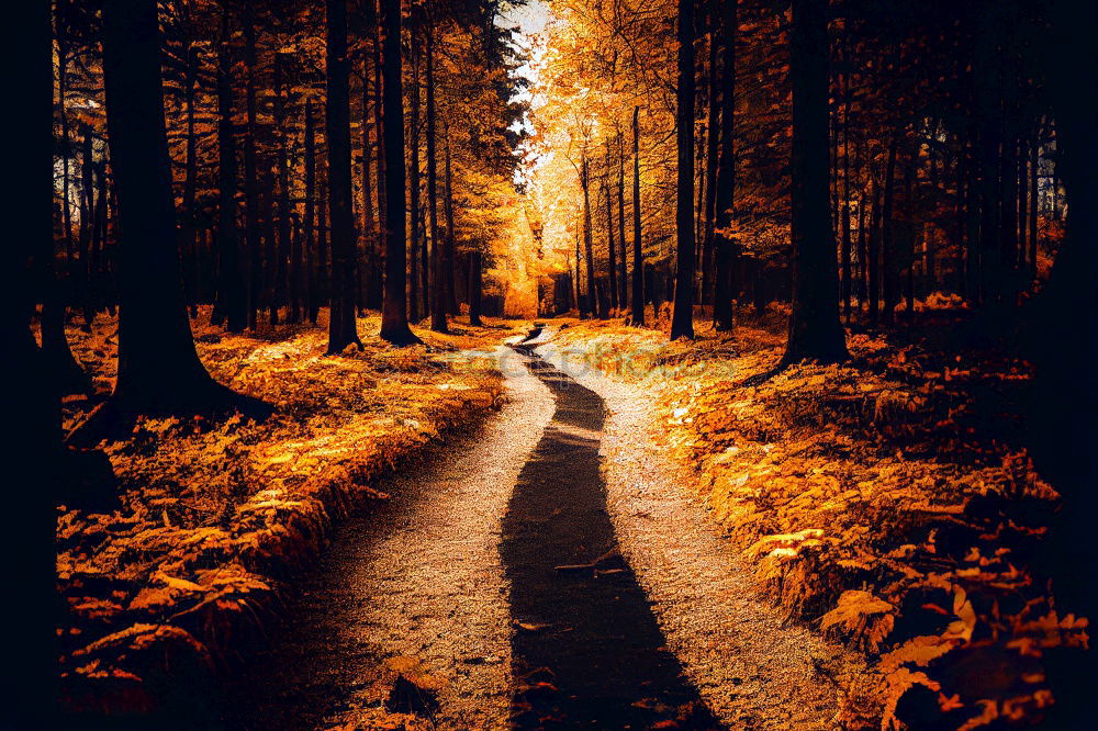 Similar – Rays of sunshine in the colorful autumn forest