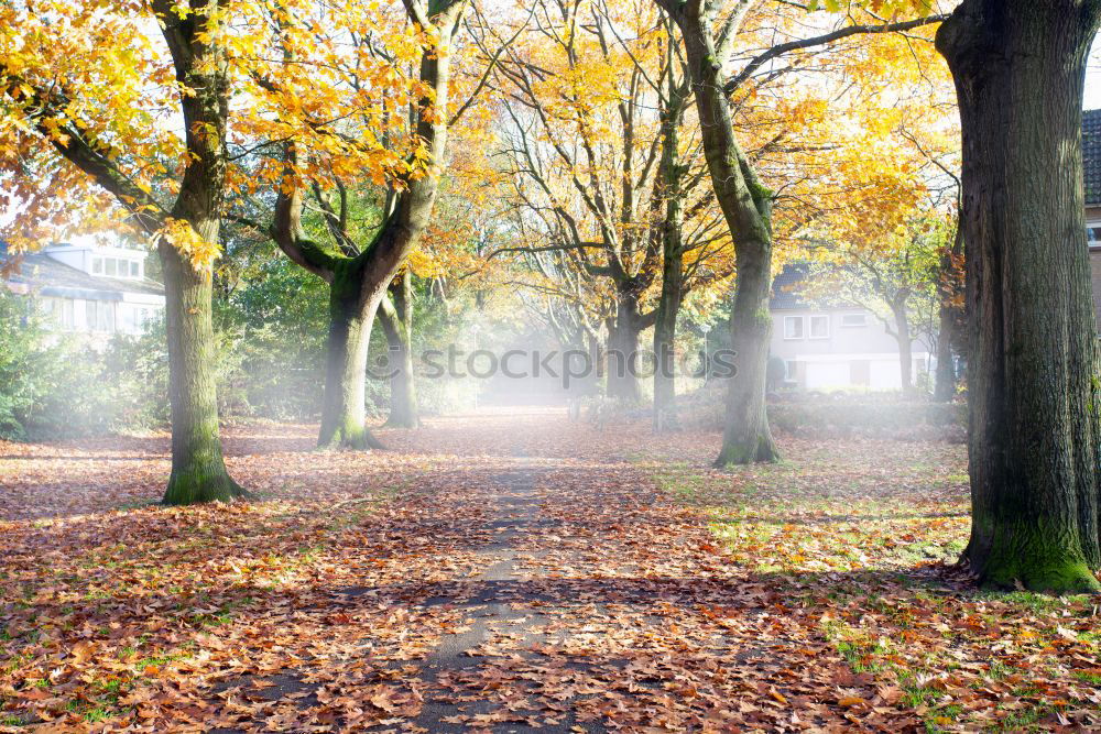 Similar – Autumn in Hyde Park, London.