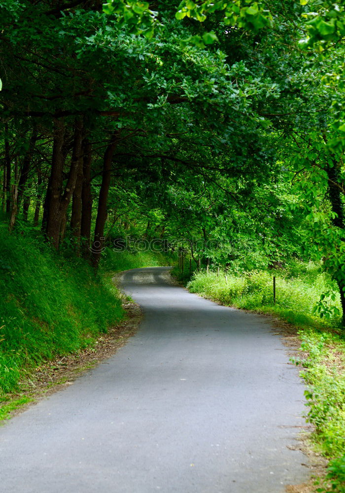 Similar – | steiniger weg Allee Baum