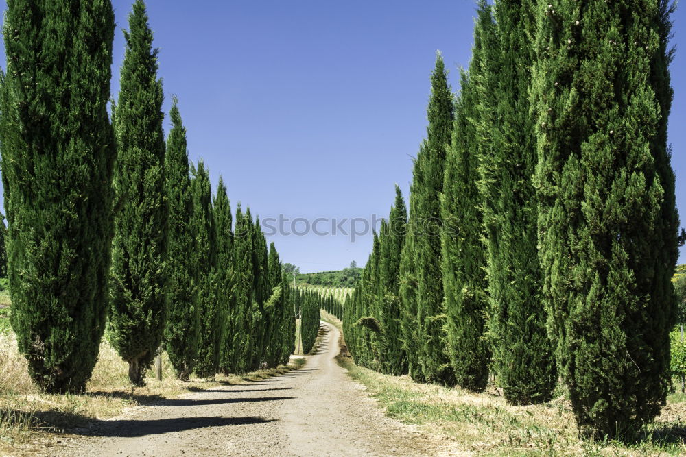 Similar – Cypress Avenue Landscape