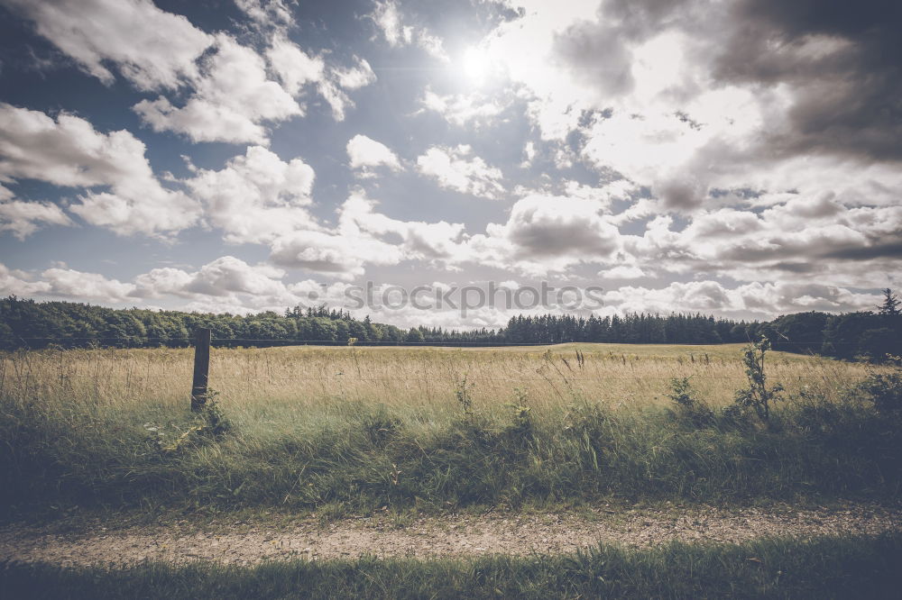 Image, Stock Photo Bird Ostrich Environment