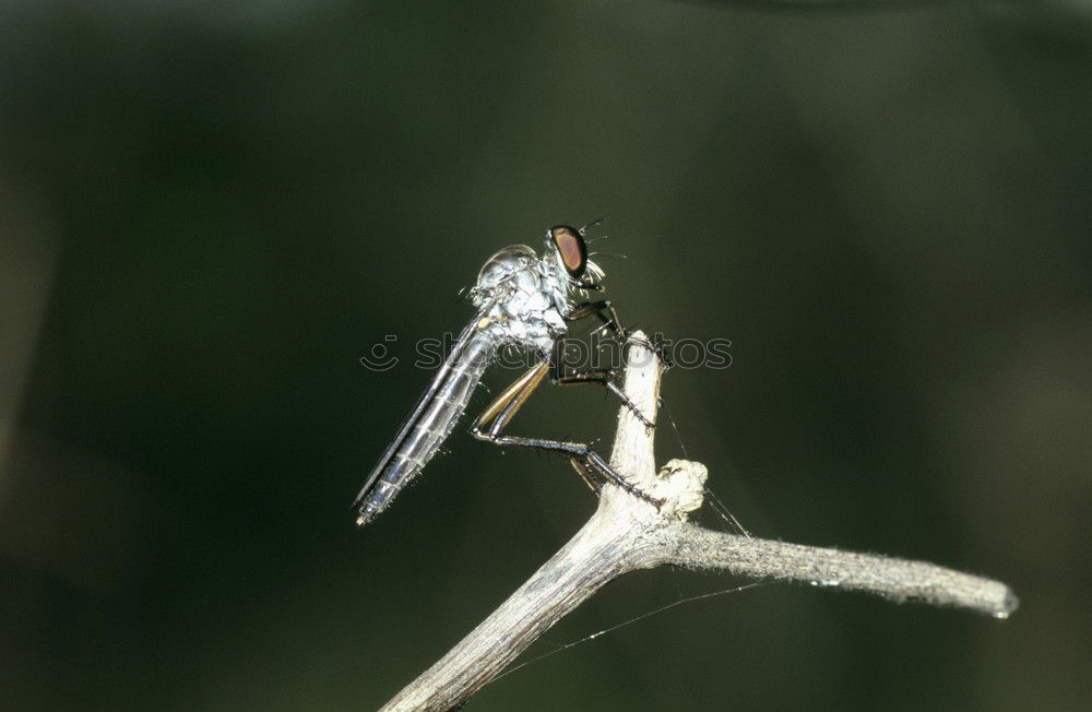 Similar – Image, Stock Photo Gap and fly I Fly Insect